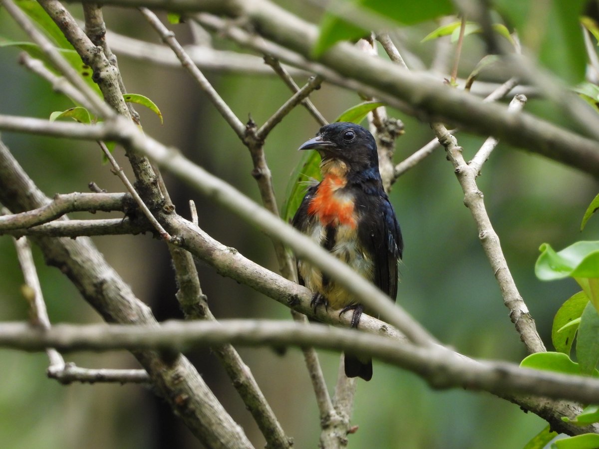 Fire-breasted Flowerpecker
