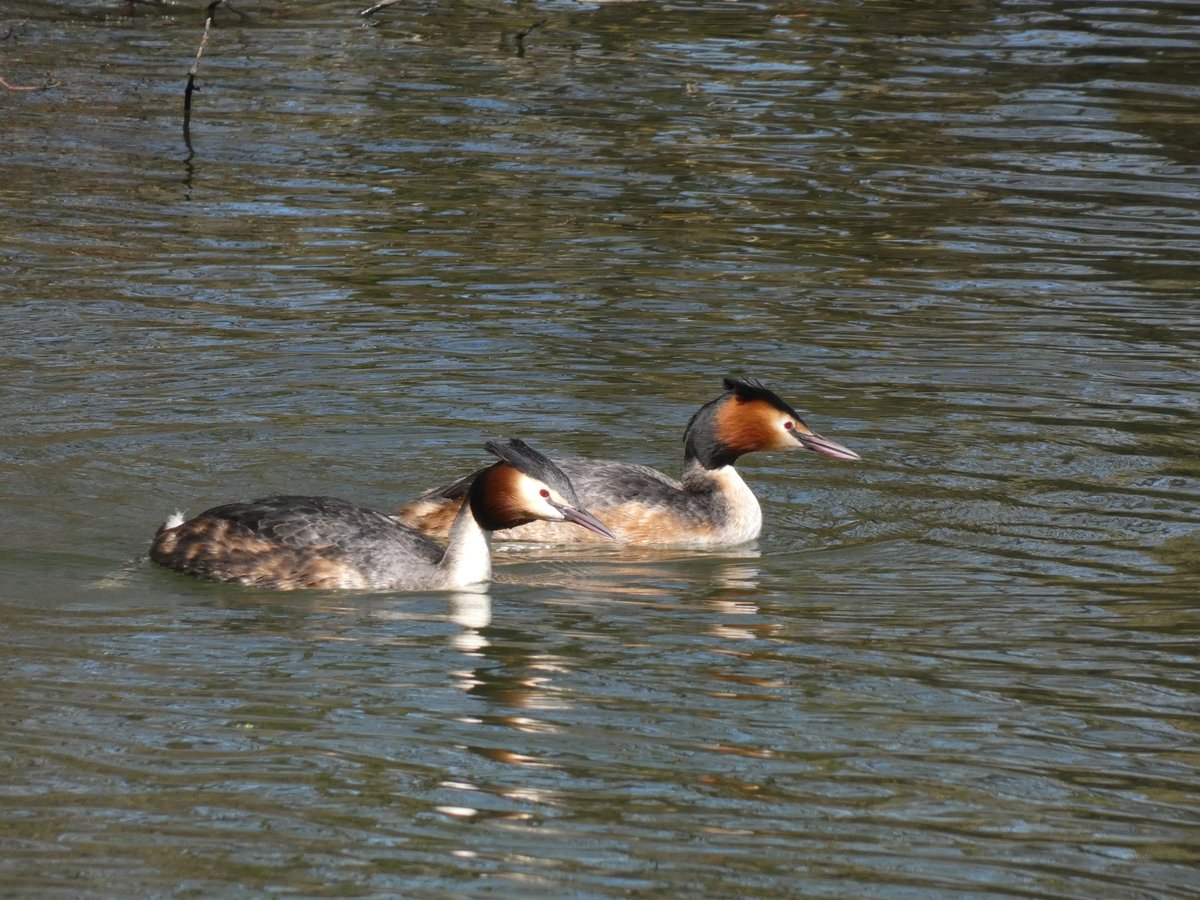 Great Crested Grebe
