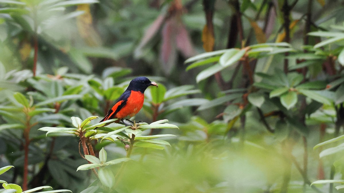 Long-tailed Minivet