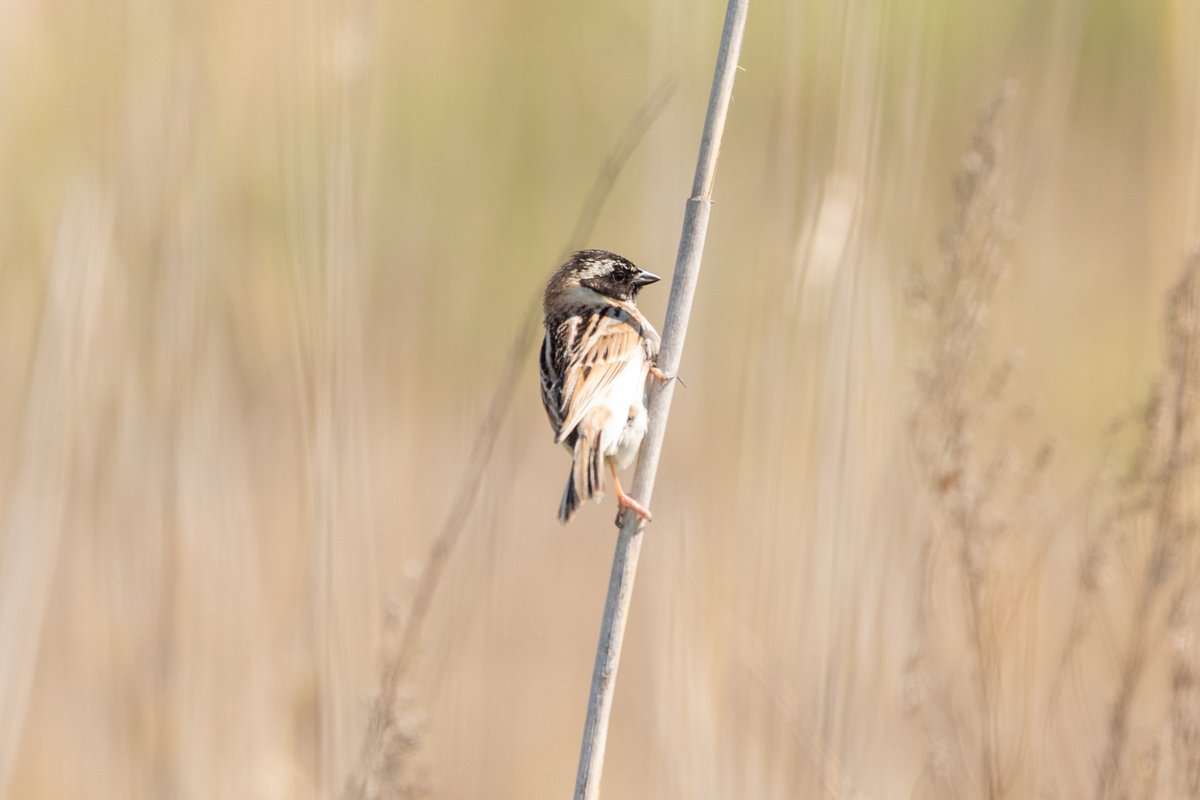 Ochre-rumped Bunting