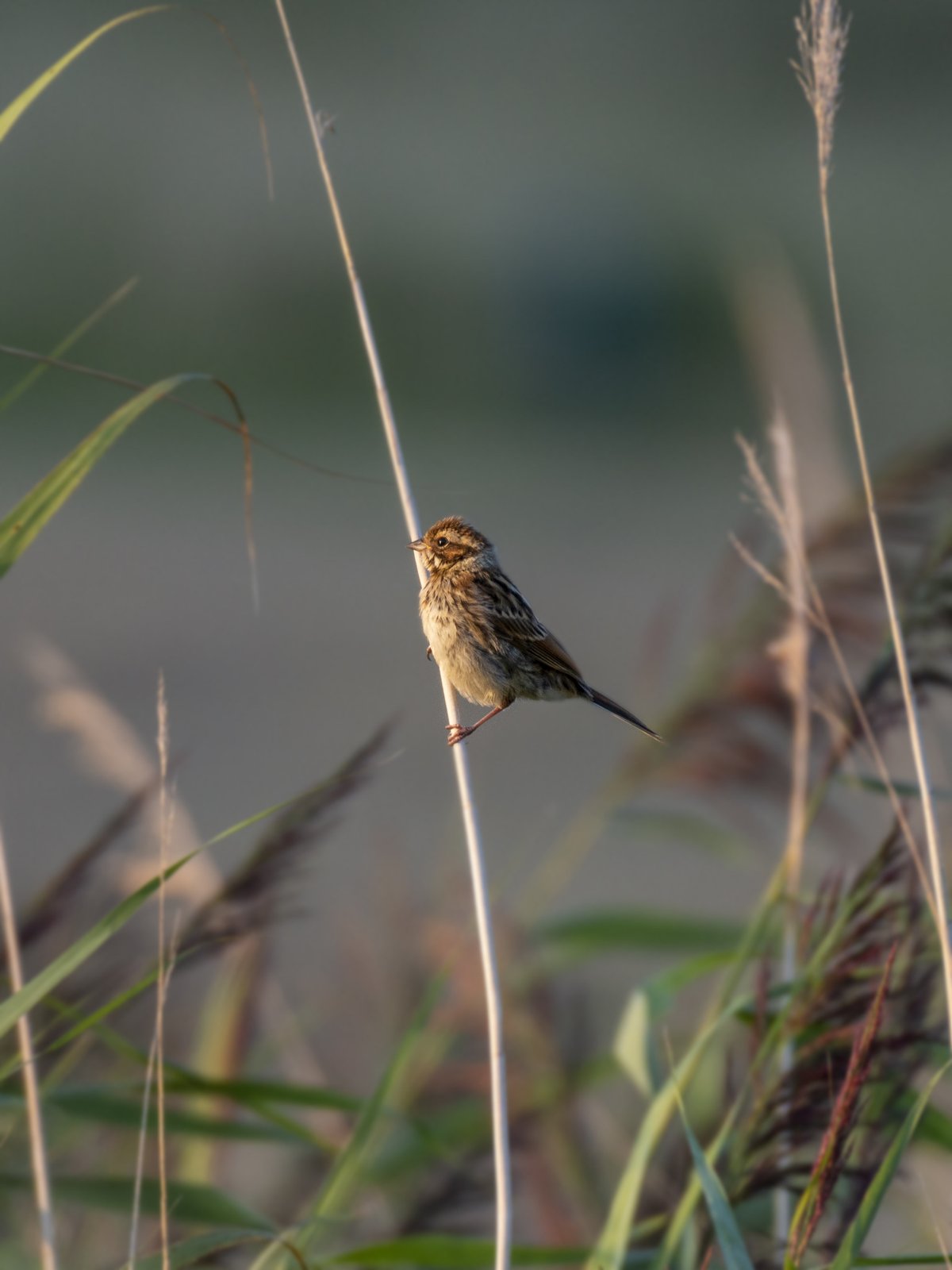 Little Bunting