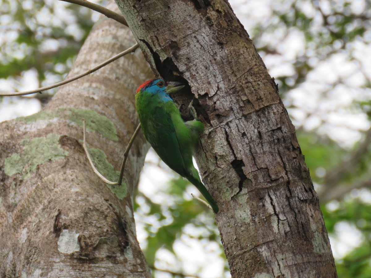 Blue-throated Barbet