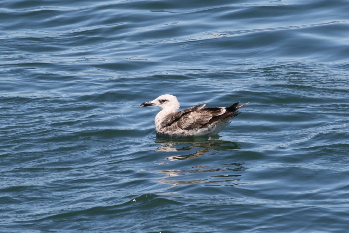 Lesser Black-backed Gull