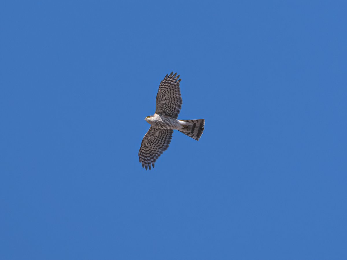 Eurasian Sparrowhawk
