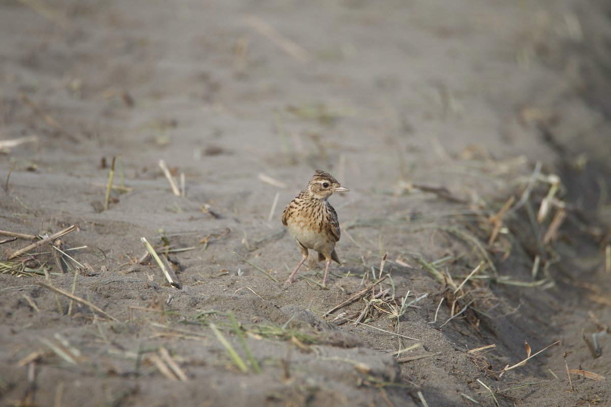 Oriental Skylark