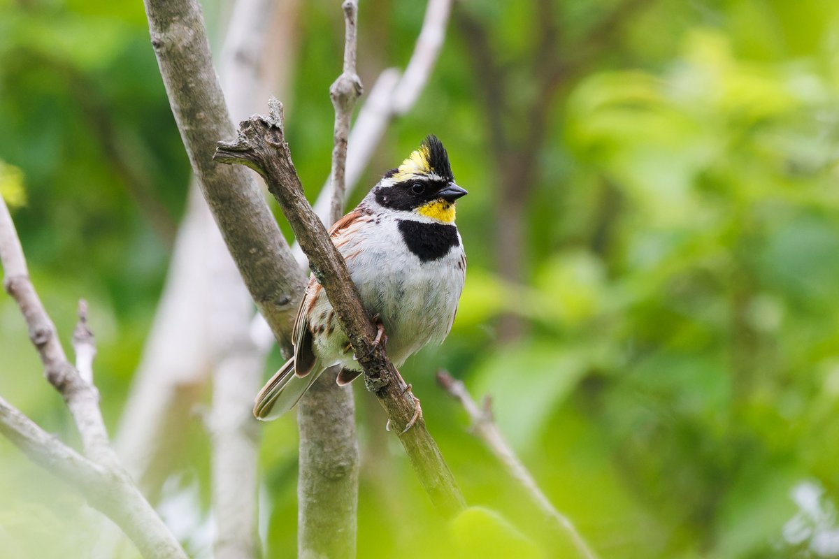Yellow-throated Bunting