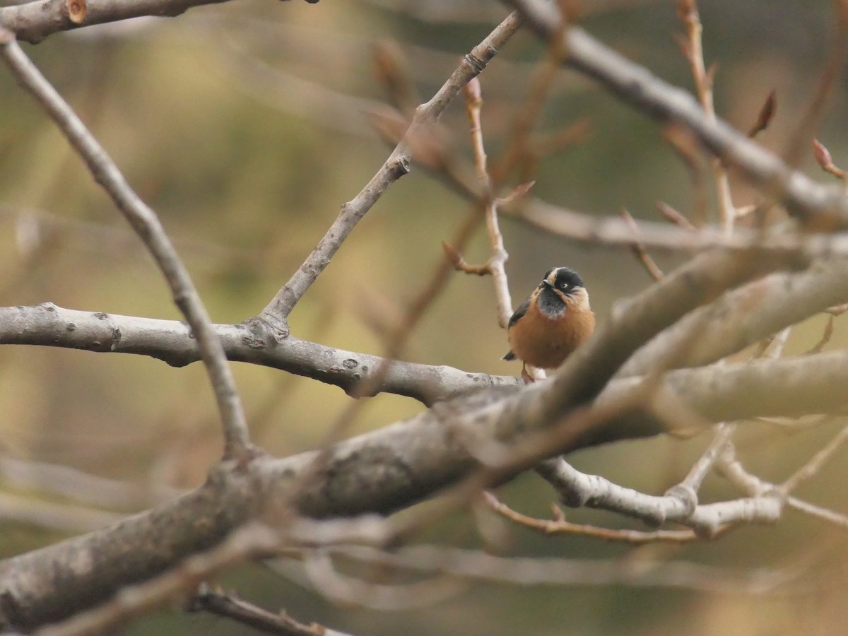 Black-browed Bushtit