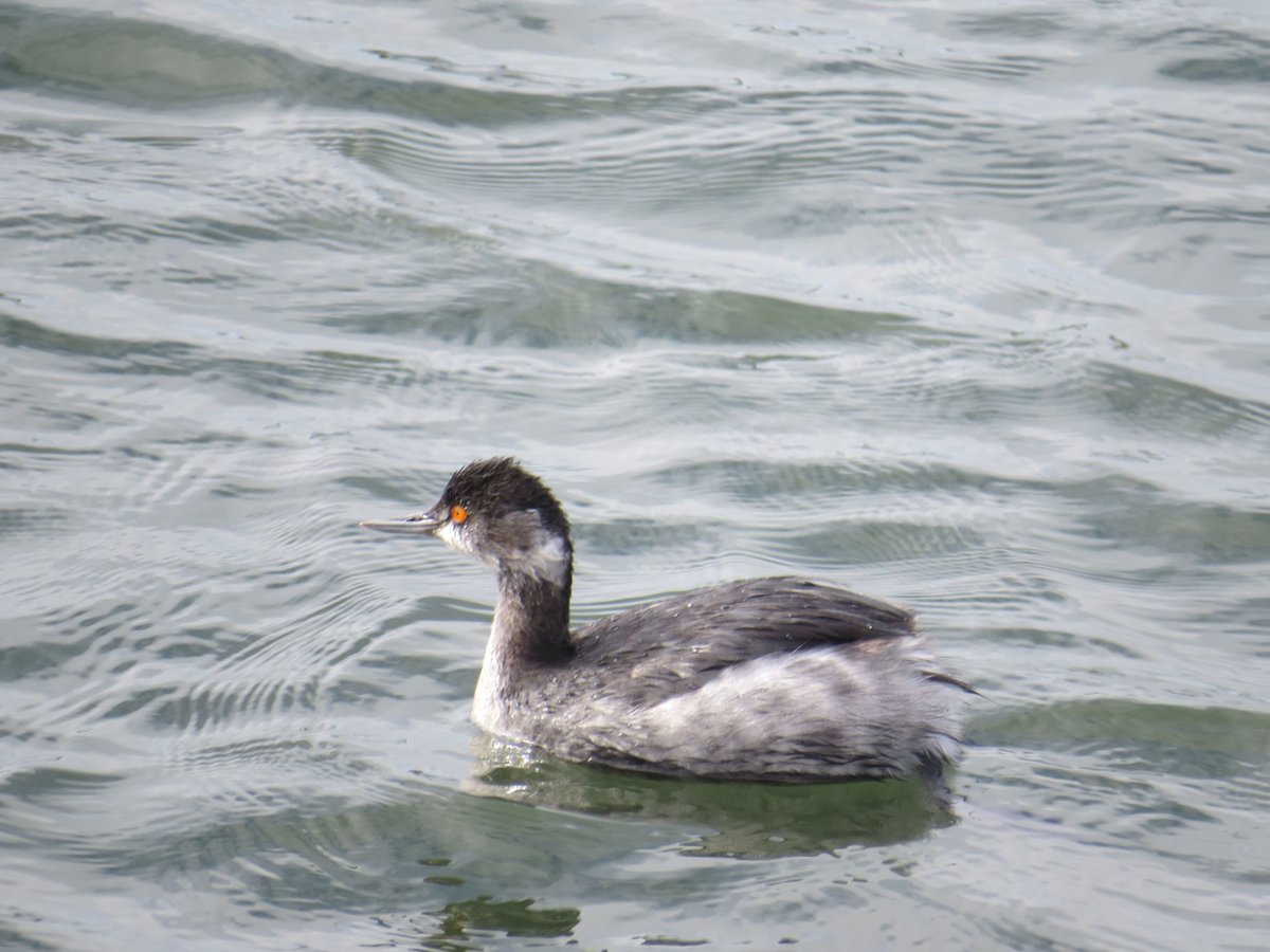 Black-necked Grebe