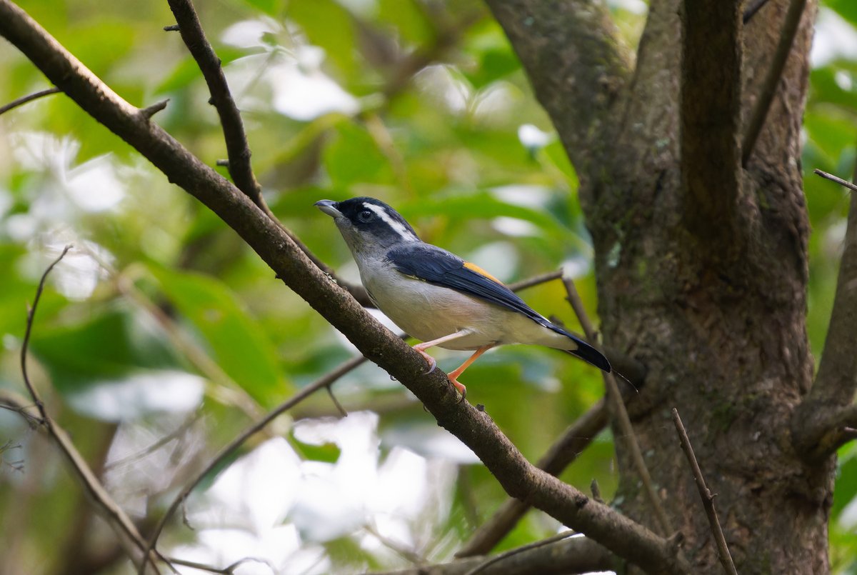White-browed Shrike-babbler