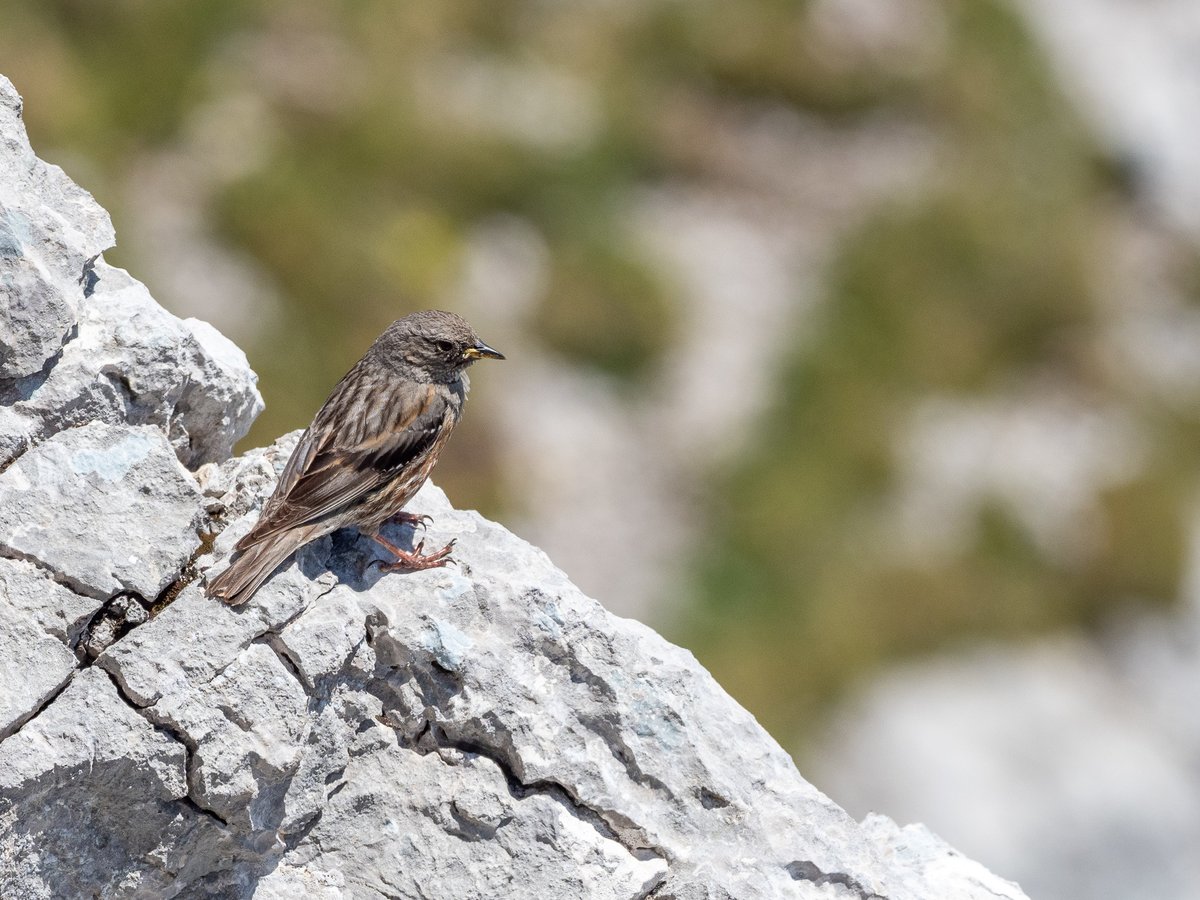 Alpine Accentor