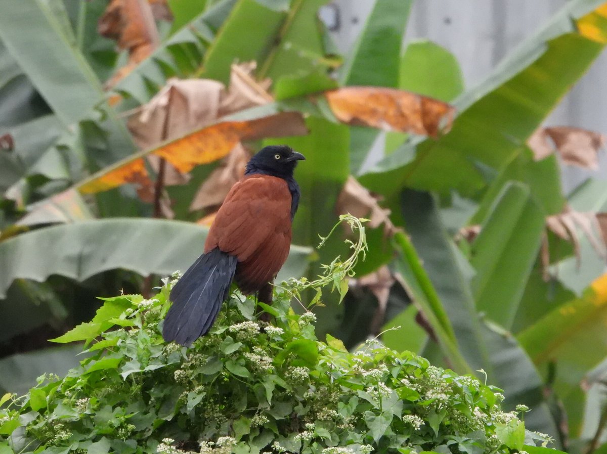 Lesser Coucal