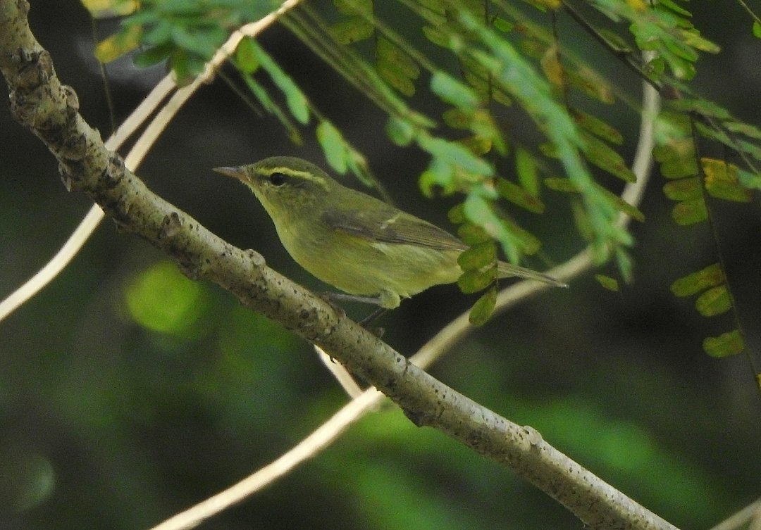 Greenish Warbler