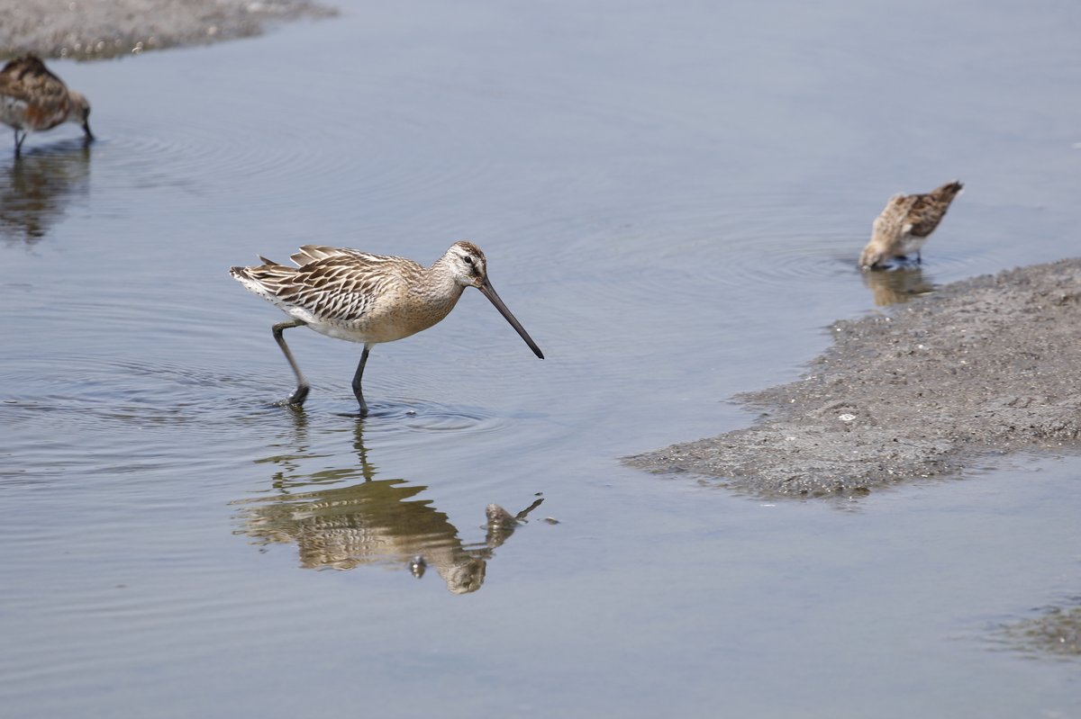 Asian Dowitcher