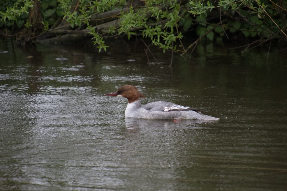 Common Merganser