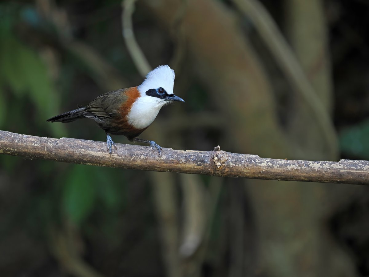 White-crested Laughingthrush