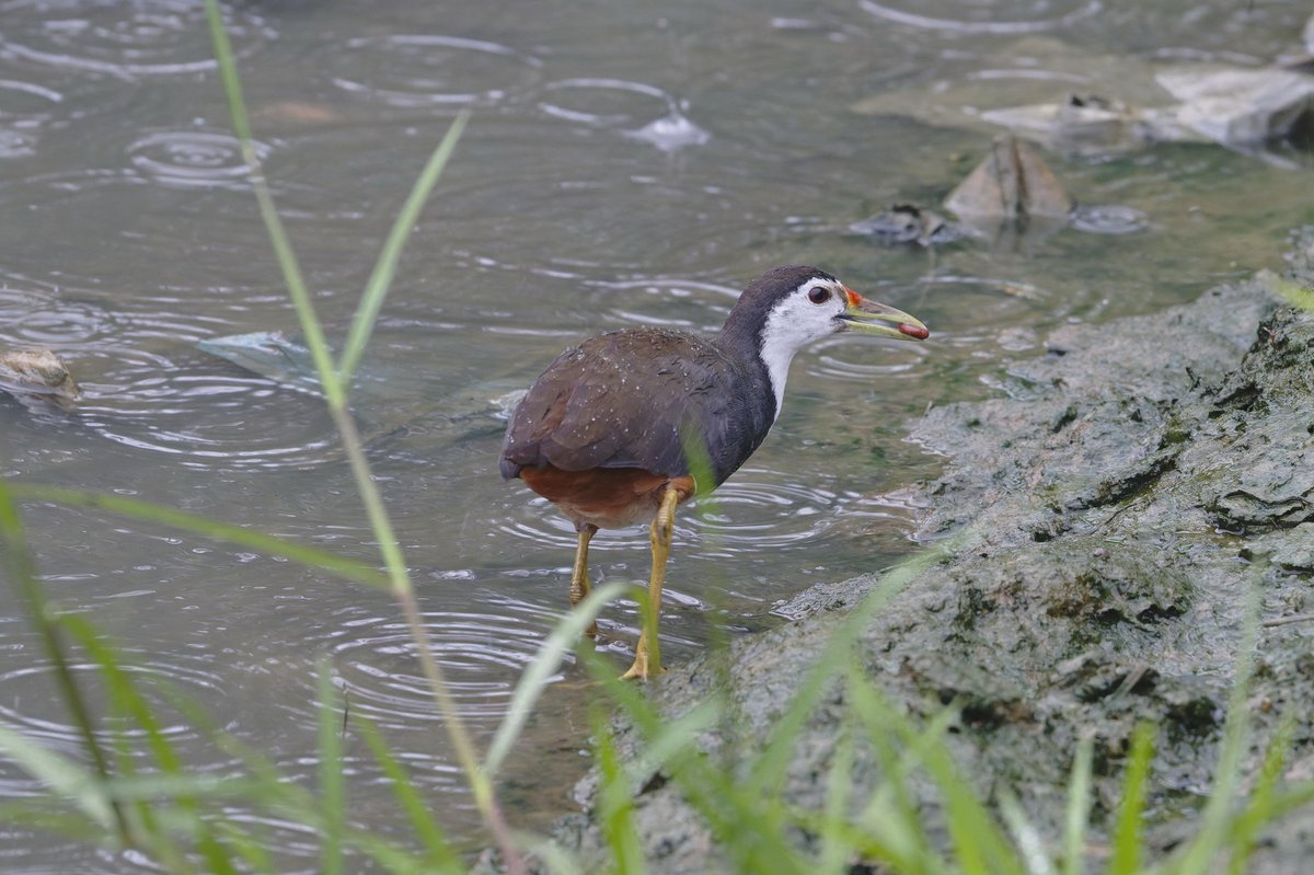 White-breasted Waterhen