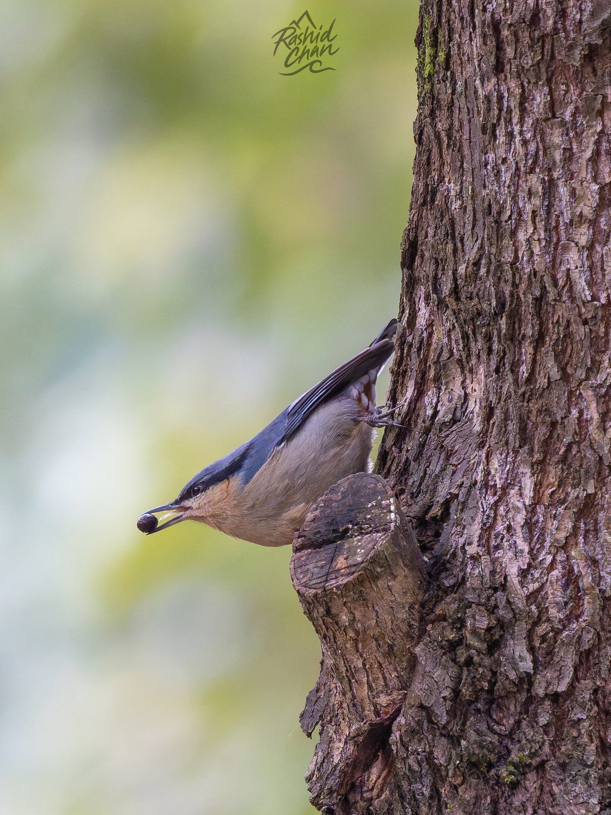 Chestnut-vented Nuthatch