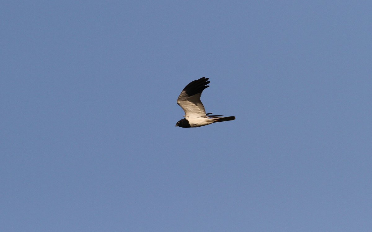 Pied Harrier