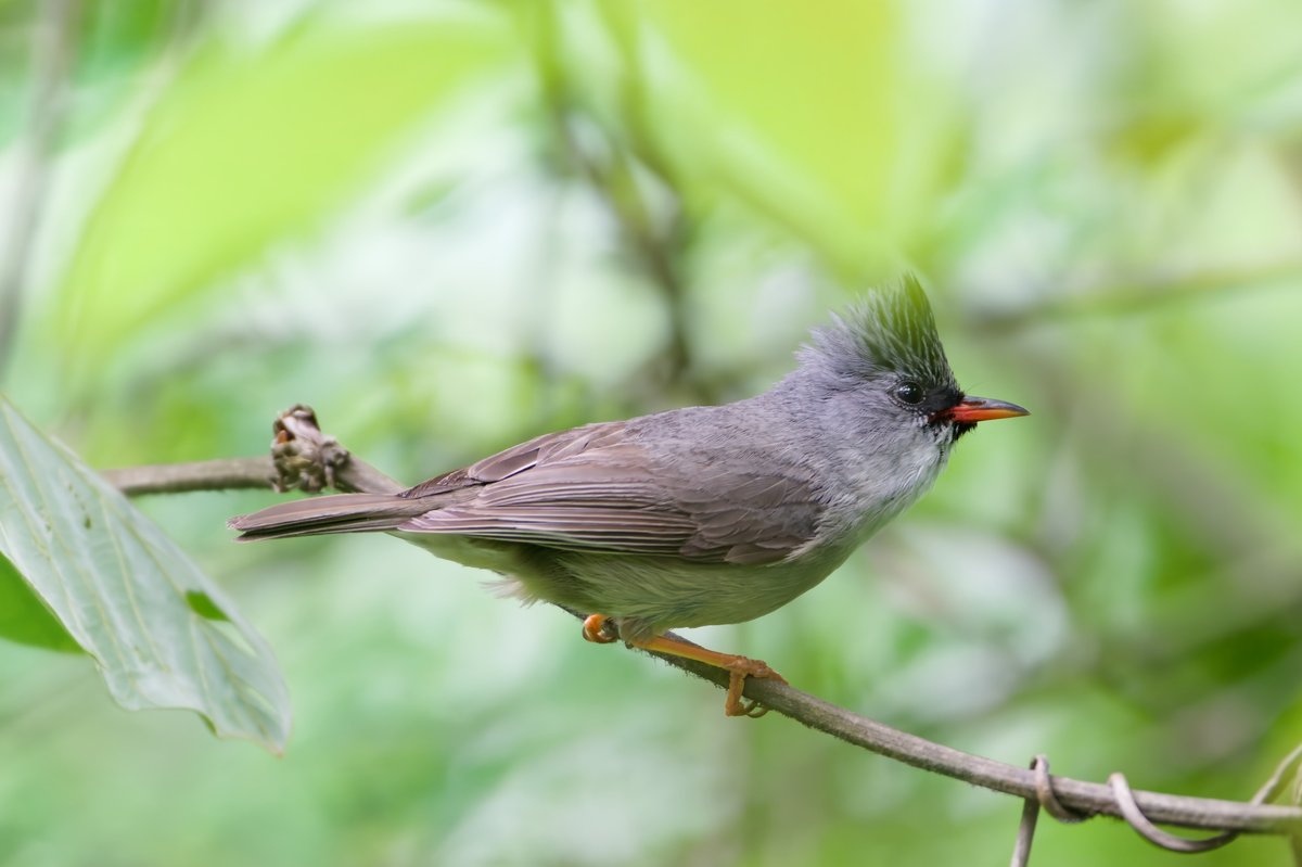Black-chinned Yuhina