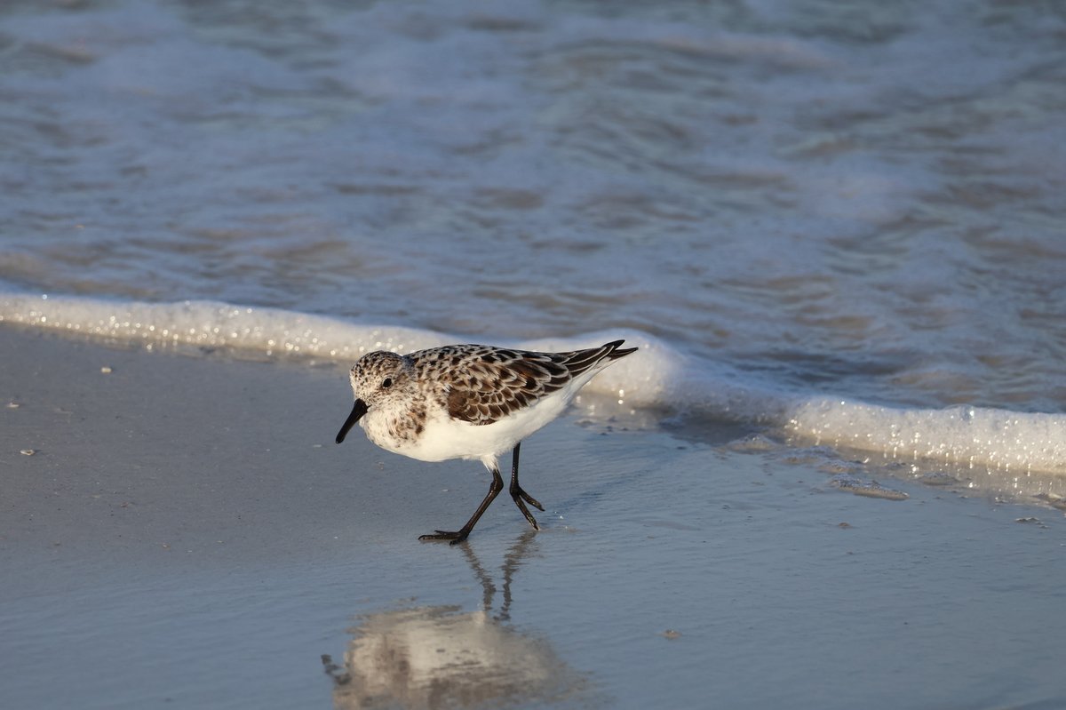 Sanderling