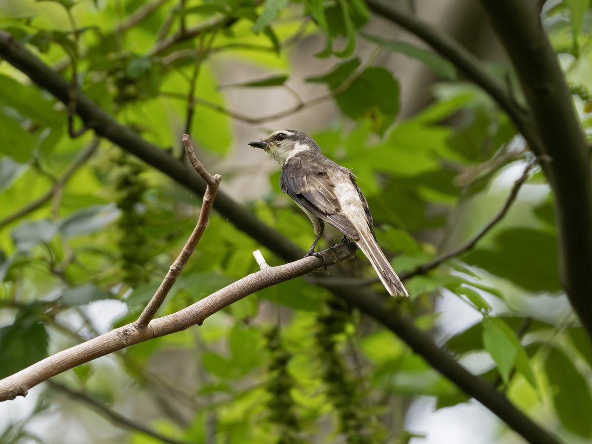 Swinhoe's Minivet