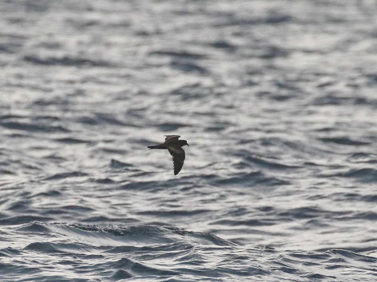 Swinhoe's Storm Petrel