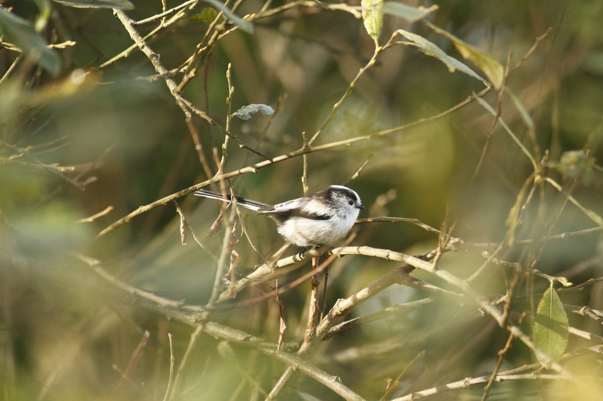 Long-tailed Tit