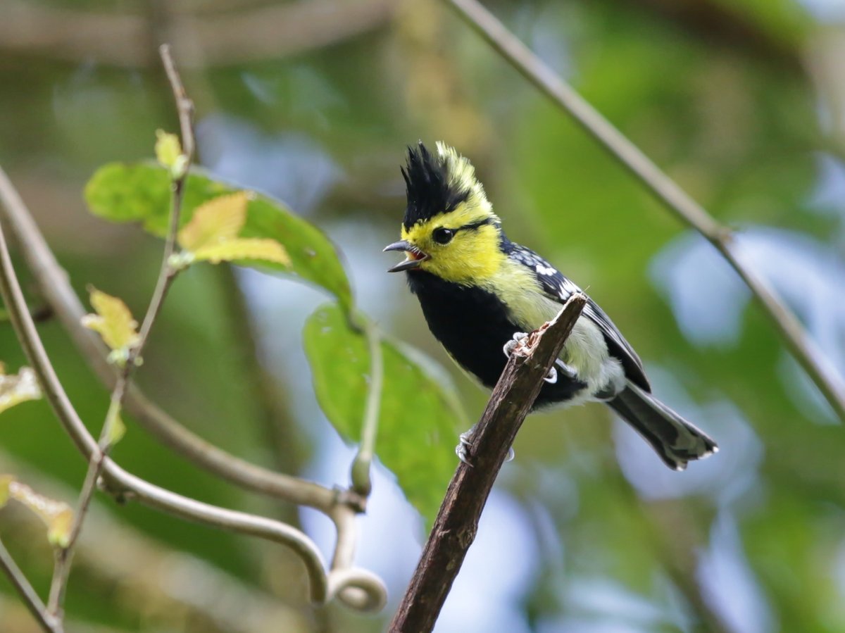 Yellow-cheeked Tit