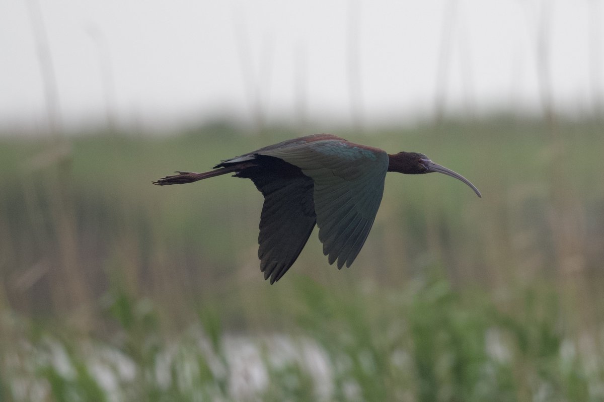 Glossy Ibis