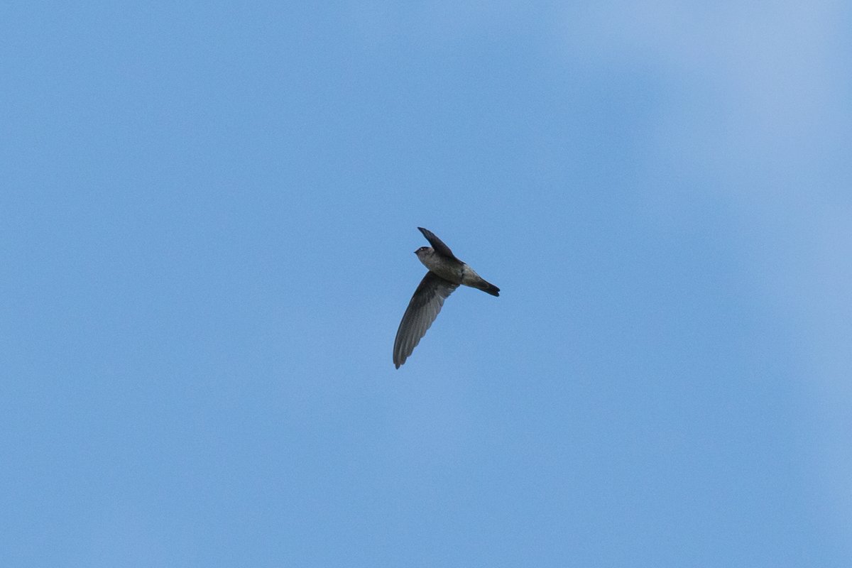 Himalayan Swiftlet