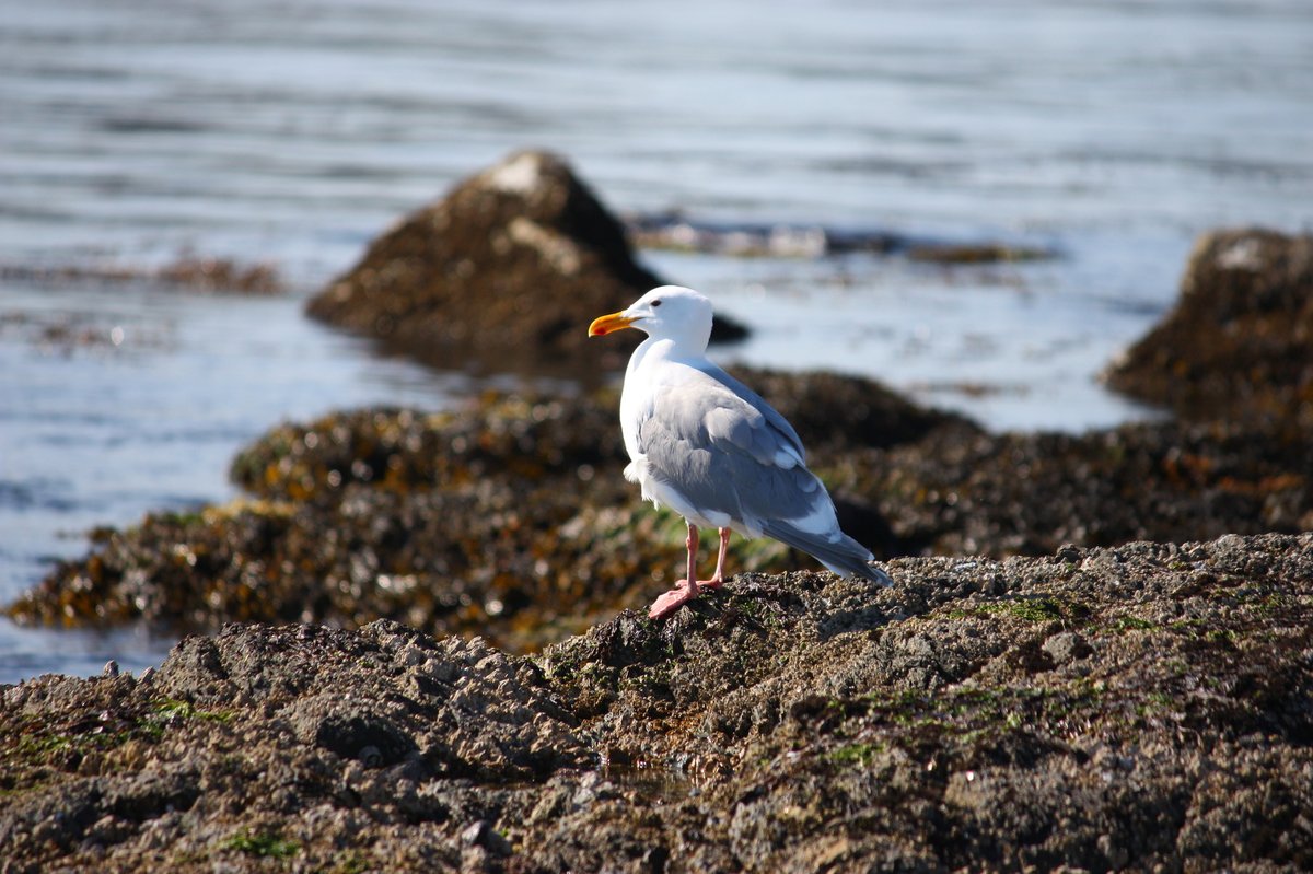 Glaucous-winged Gull