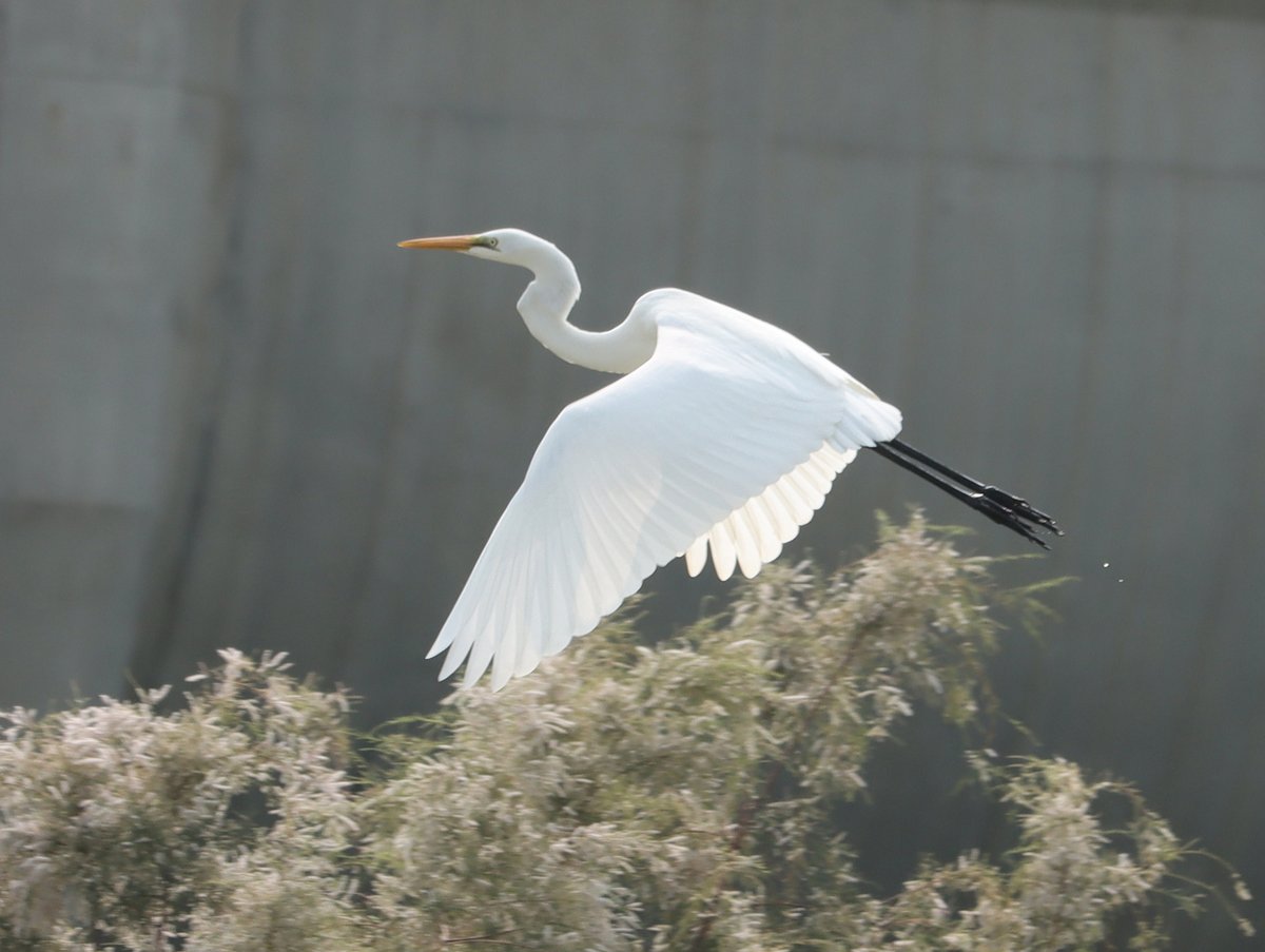 Great Egret