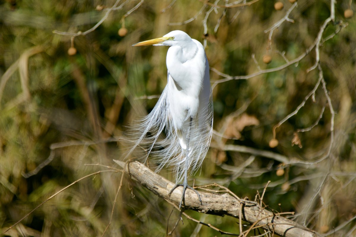 Great Egret