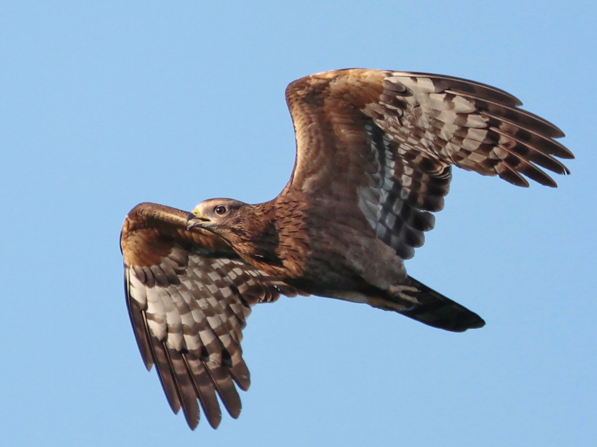 Crested Honey Buzzard