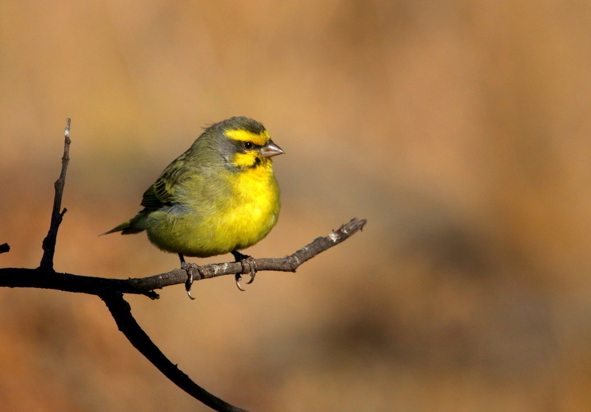 Yellow-fronted Canary
