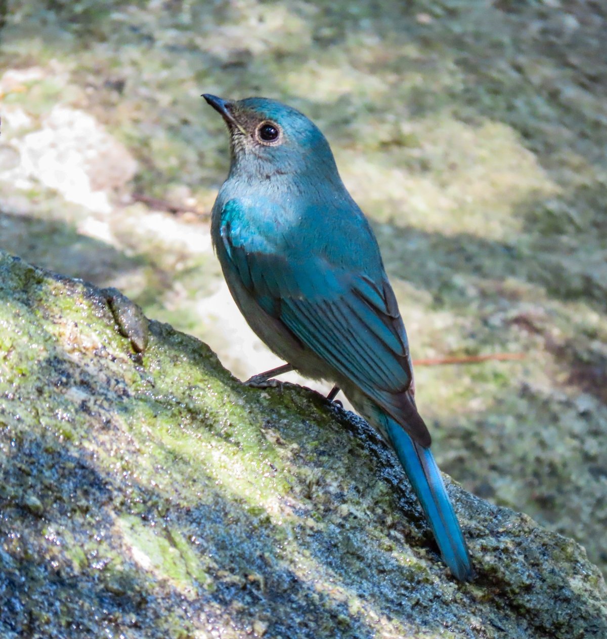 Verditer Flycatcher