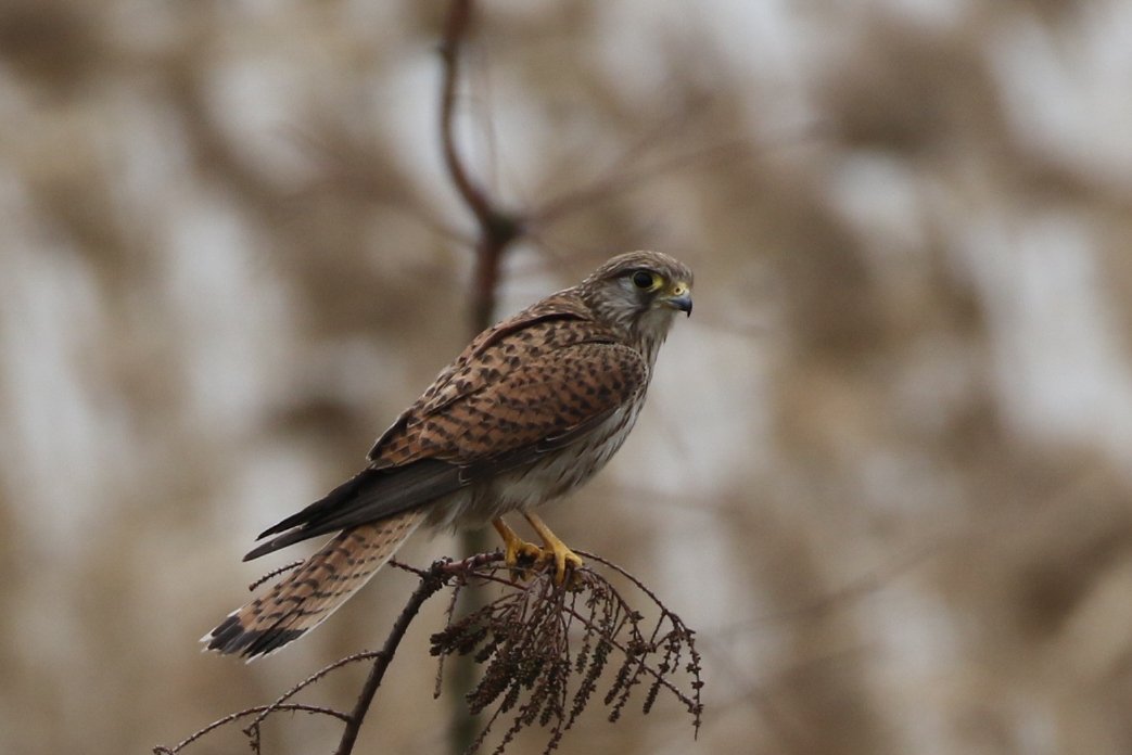 Common Kestrel