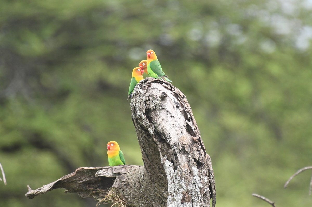 费沙氏情侣鹦鹉