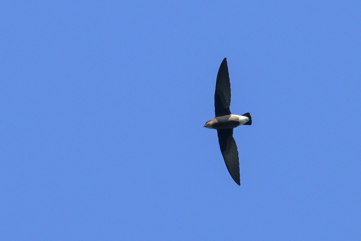 White-throated Needletail