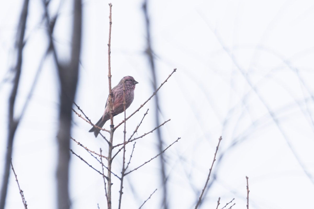 Chinese Beautiful Rosefinch