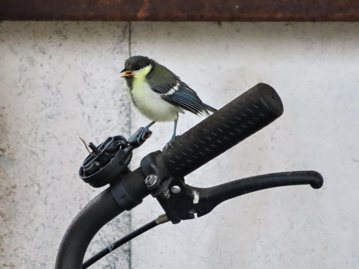 Cinereous Tit