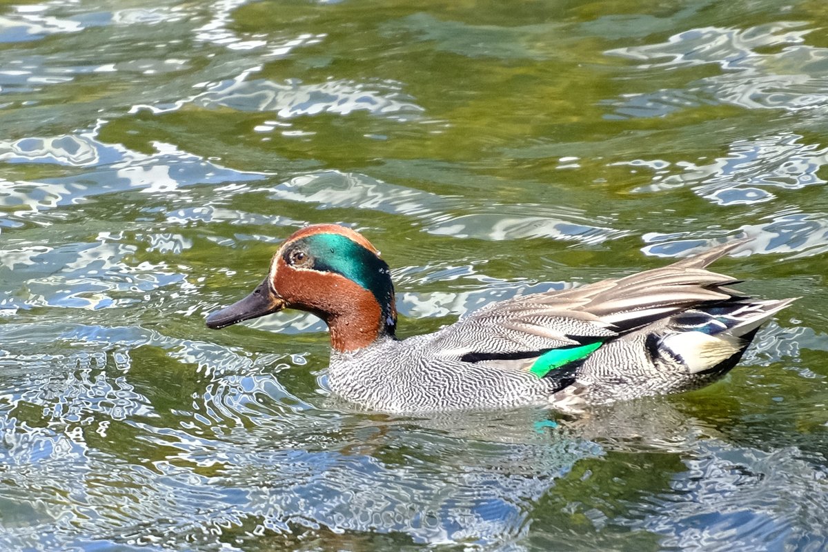 Green-winged Teal