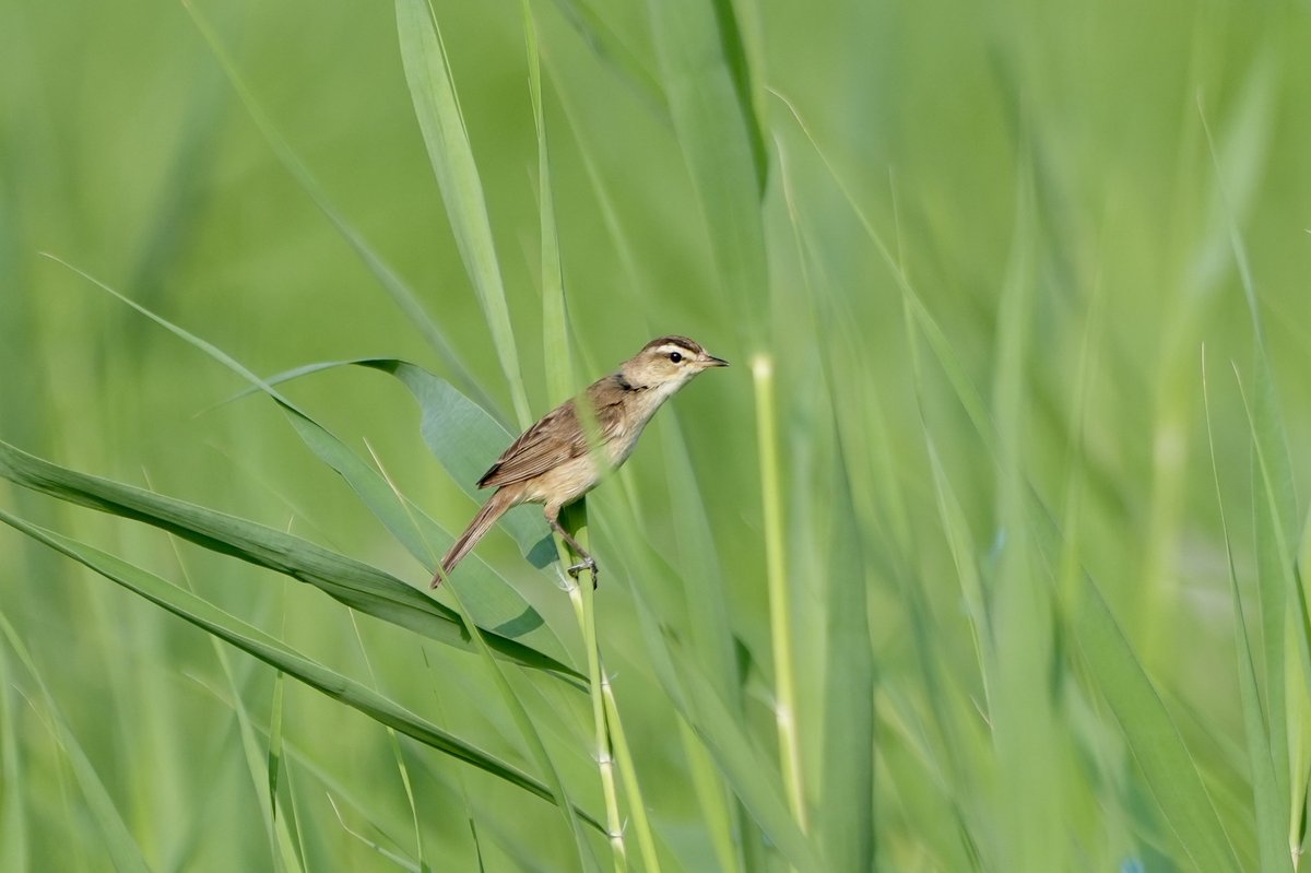 Black-browed Reed Warbler