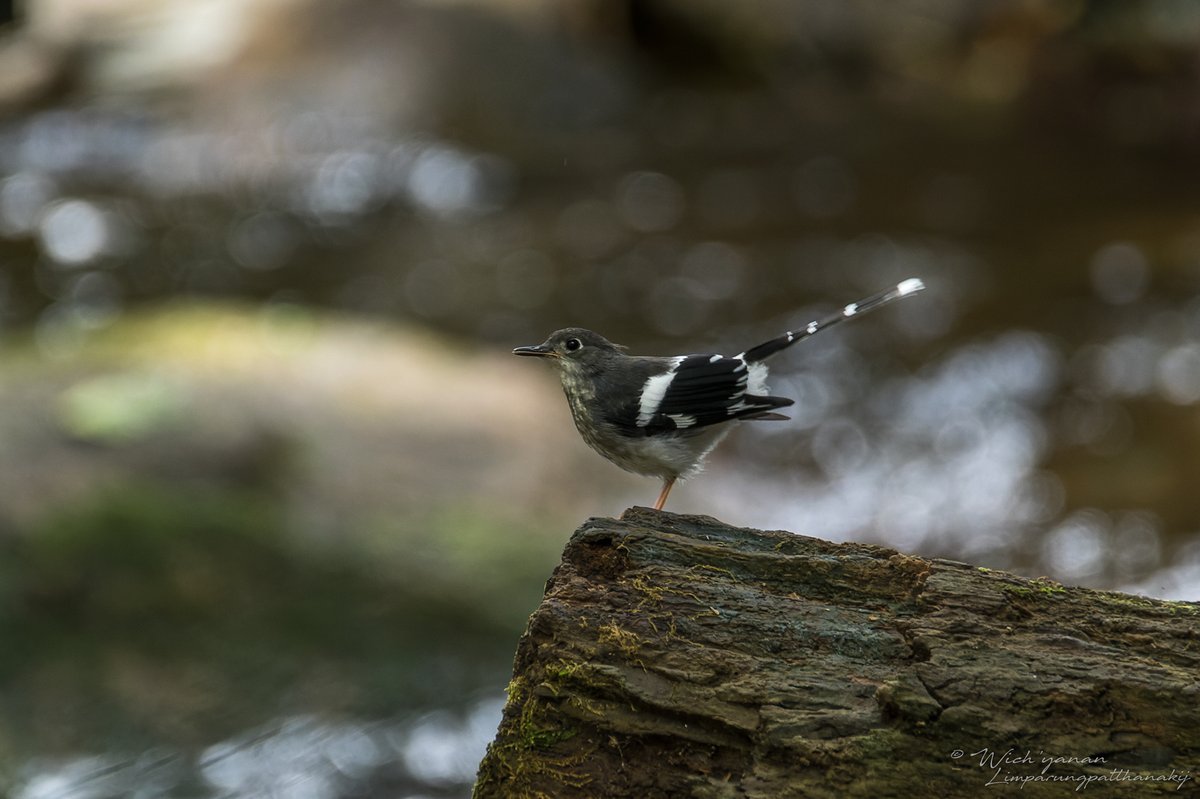Slaty-backed Forktail