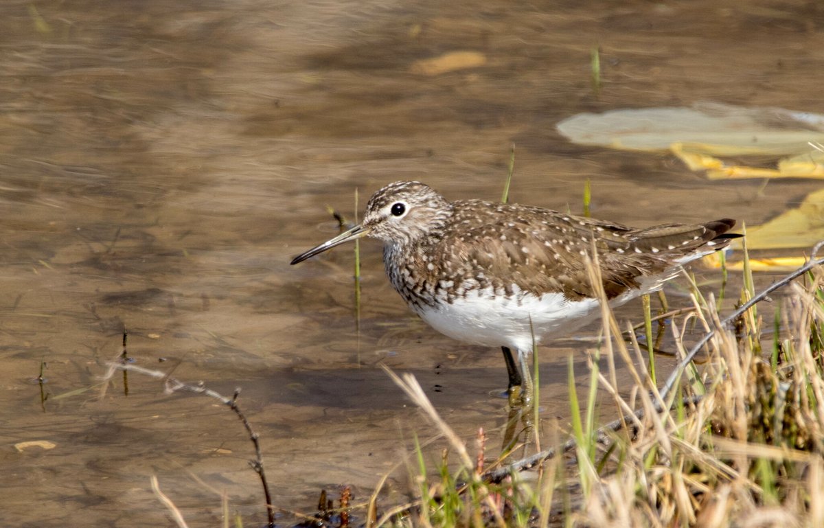 Green Sandpiper