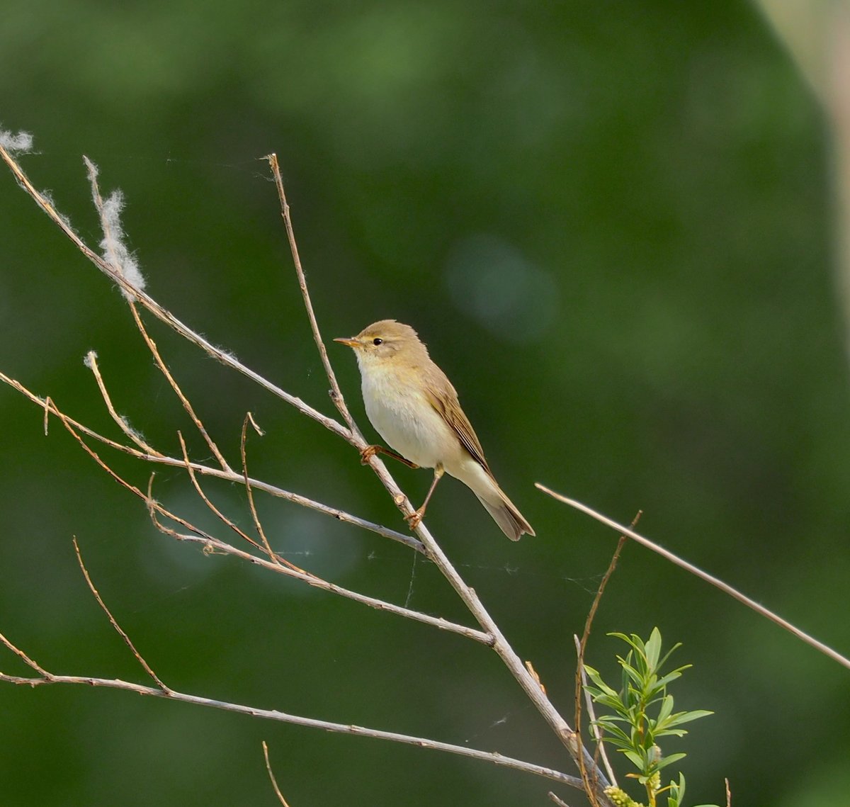 Willow Warbler