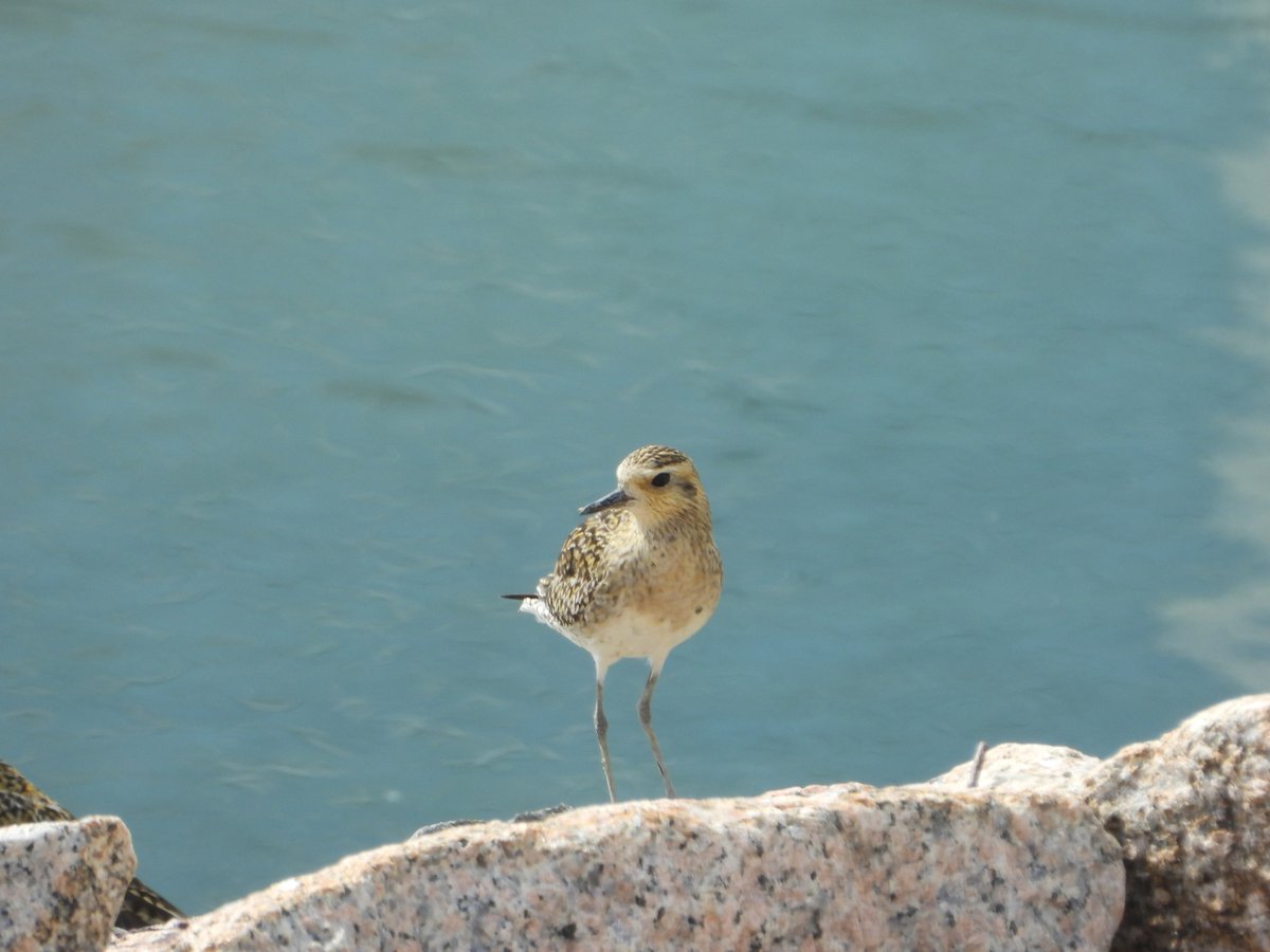 Pacific Golden Plover