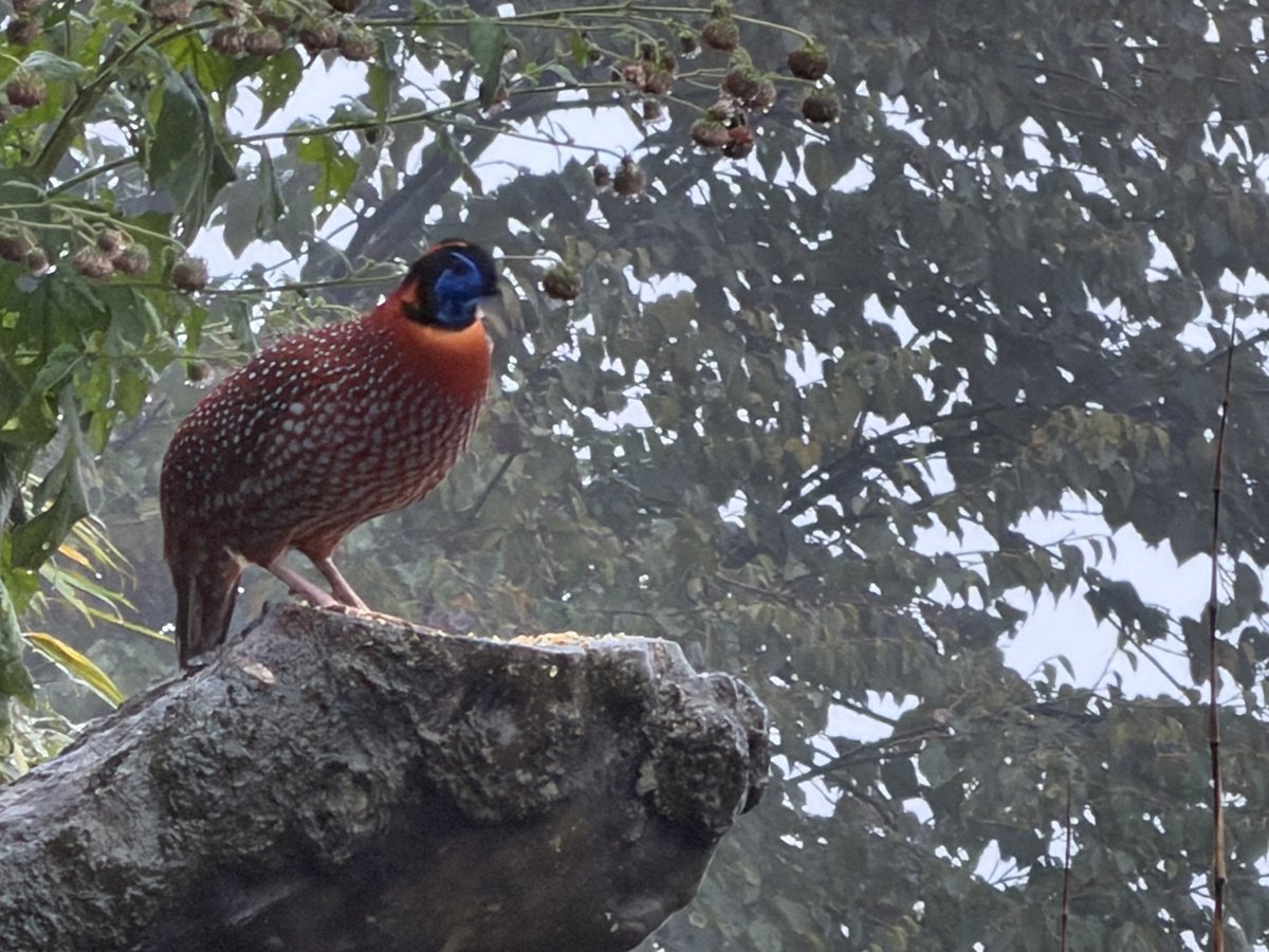 Temminck's Tragopan