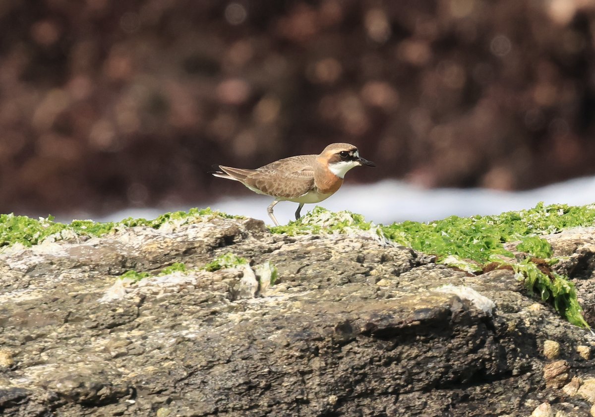 Greater Sand Plover