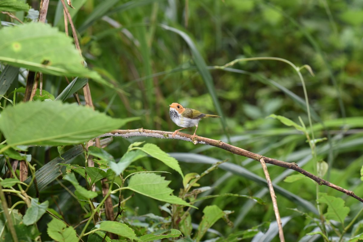 Rufous-faced Warbler